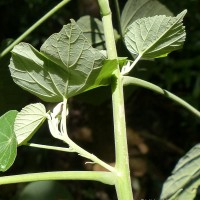 Abutilon subumbellatum Philcox